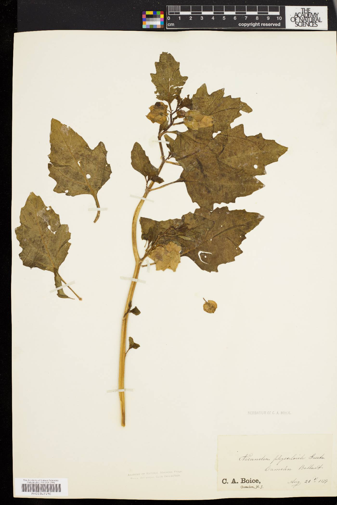 Nicandra physalodes image
