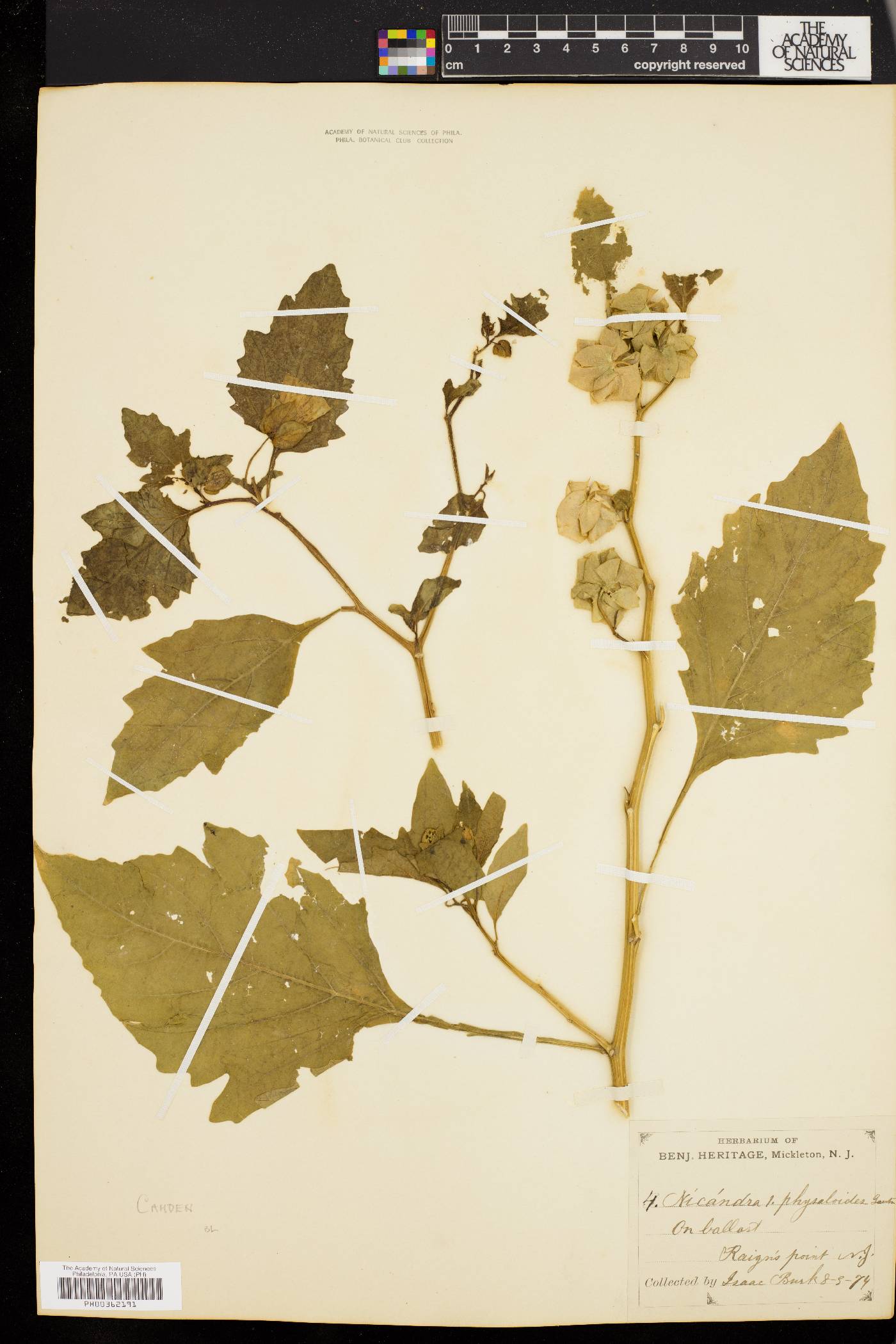 Nicandra physalodes image