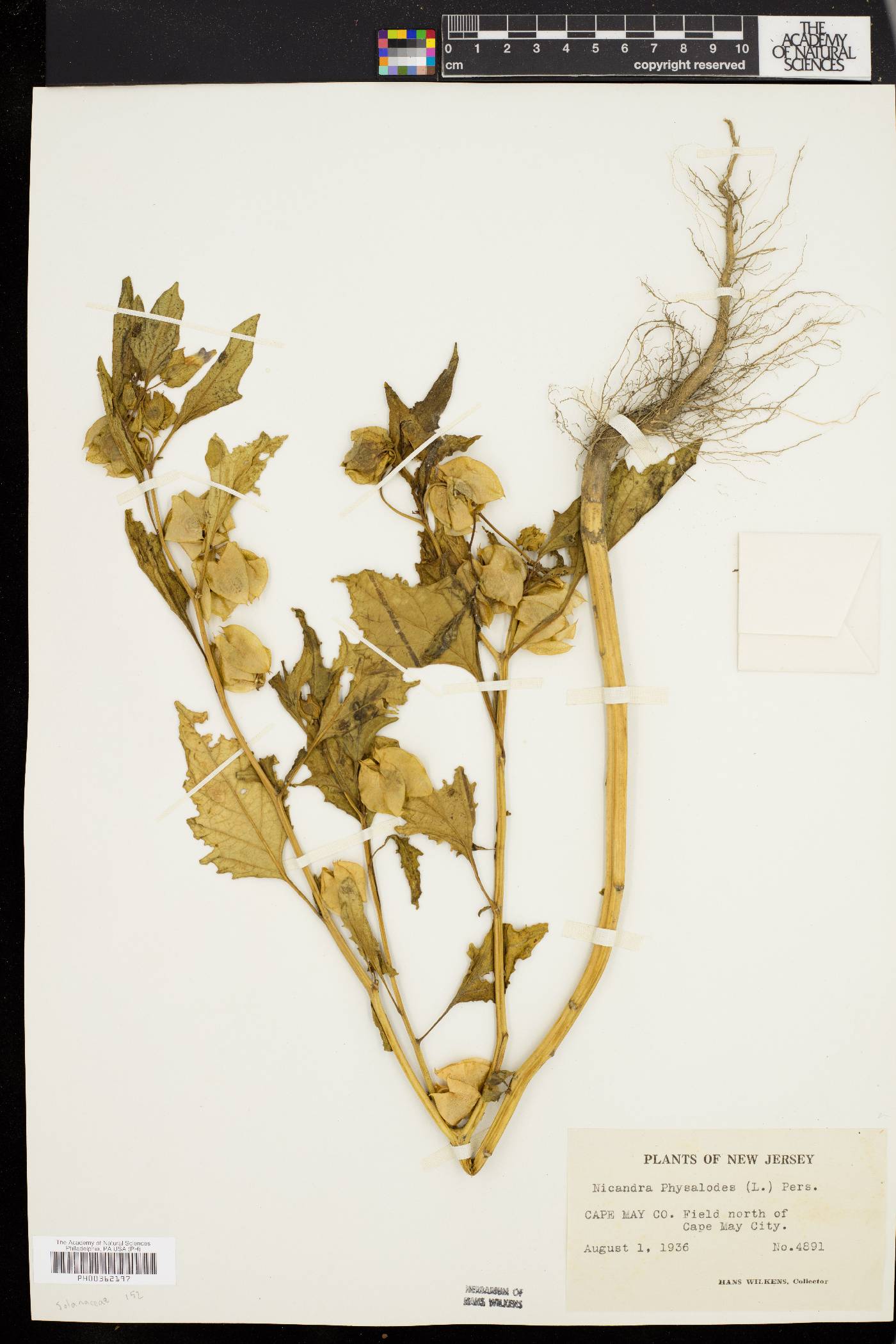 Nicandra physalodes image