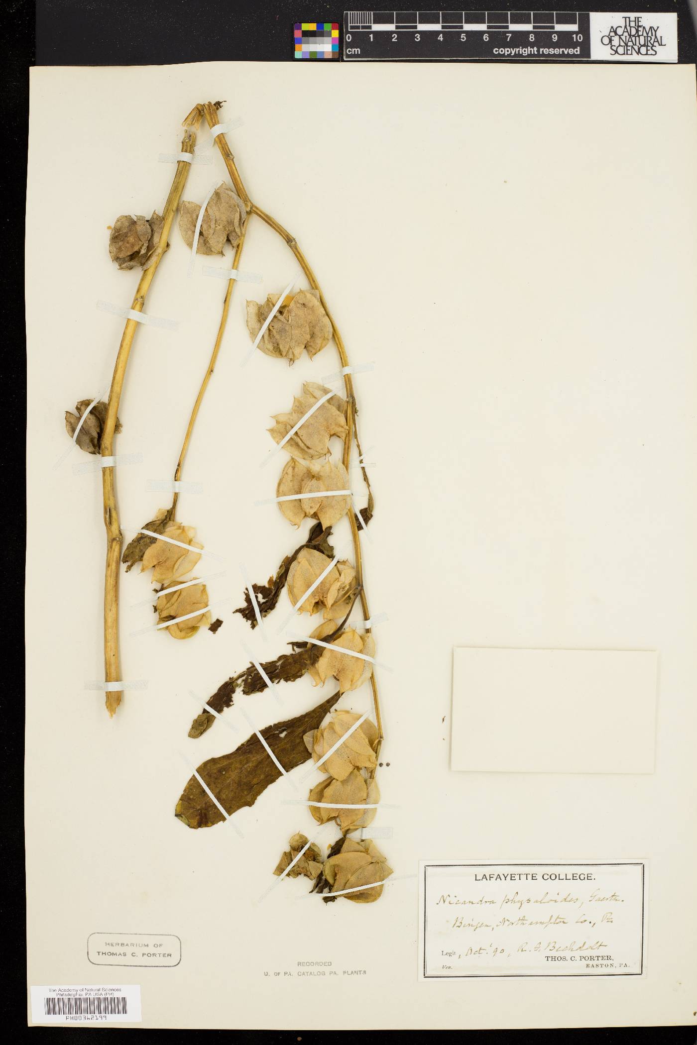 Nicandra physalodes image