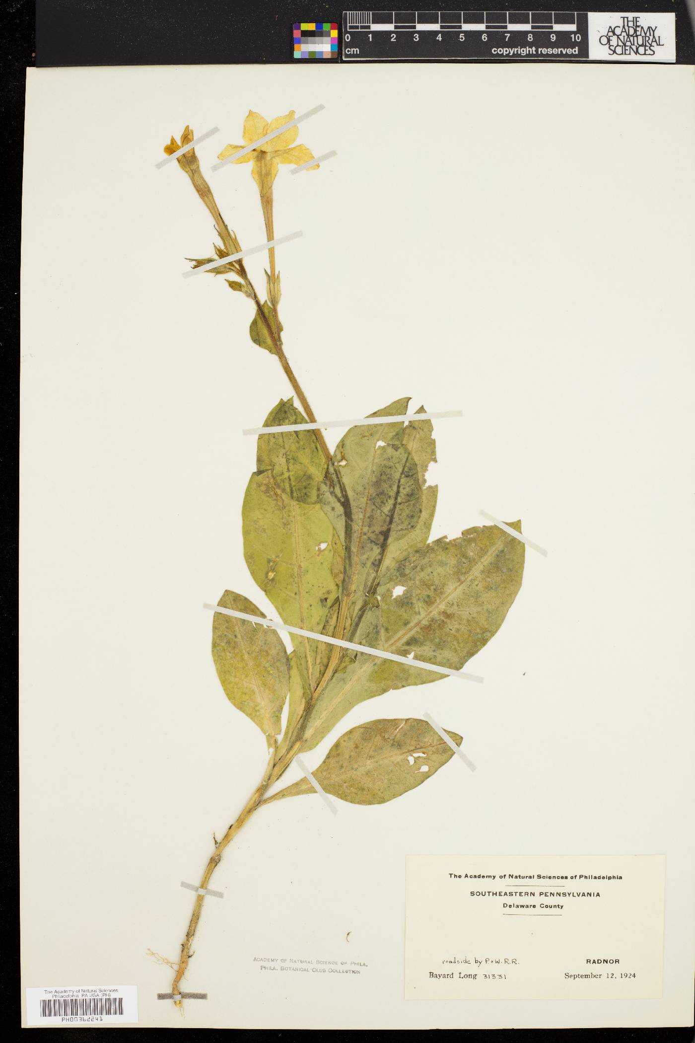 Nicotiana x sanderae image