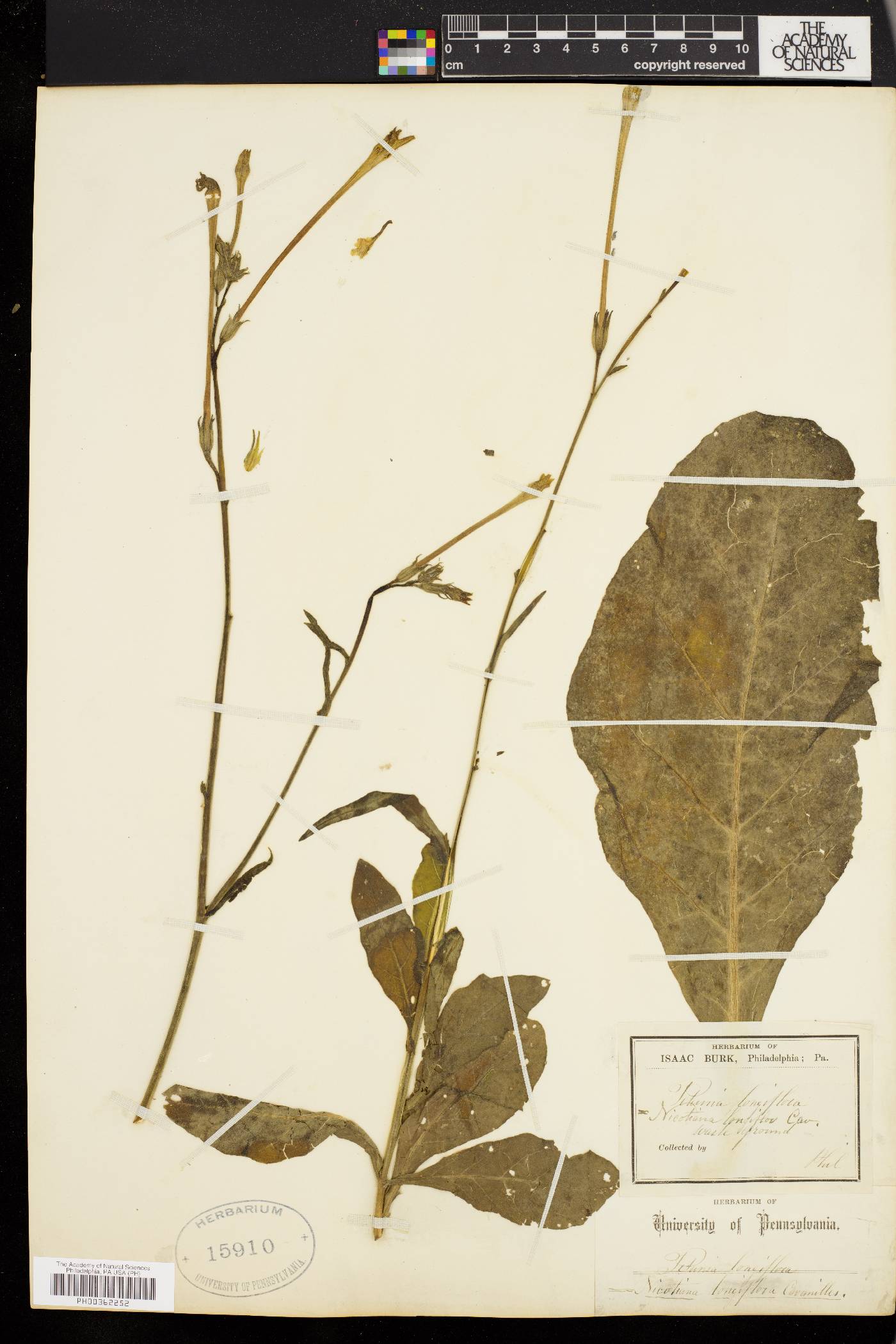 Nicotiana longiflora image