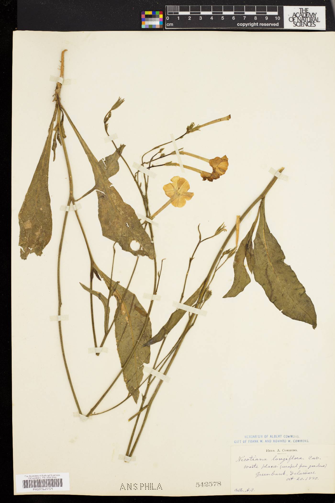 Nicotiana longiflora image