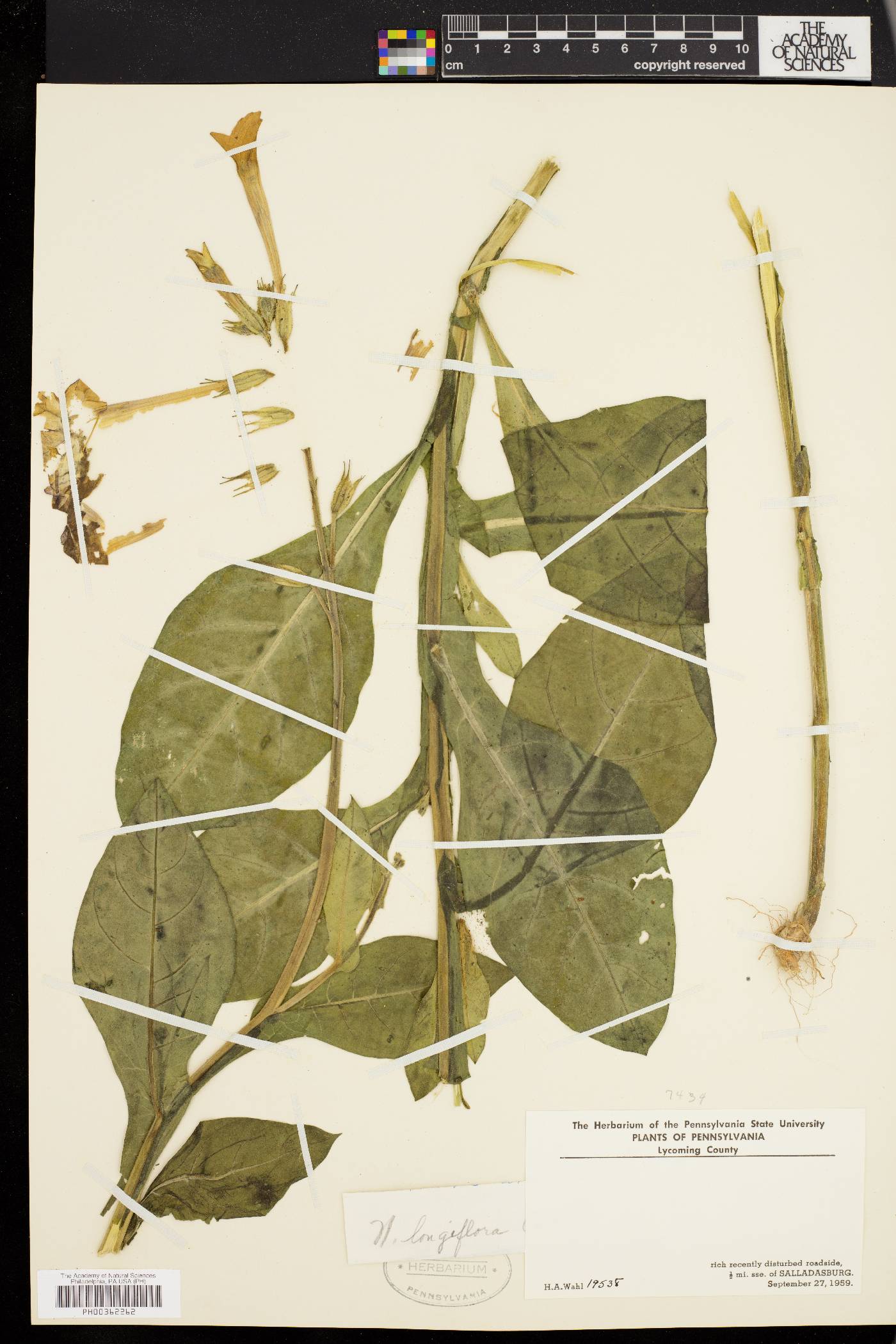 Nicotiana longiflora image