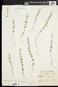 Scutellaria parvula var. leonardii image