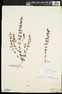 Scutellaria parvula var. leonardii image