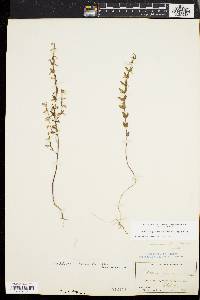 Scutellaria parvula image