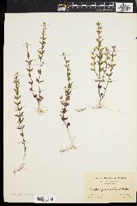 Scutellaria parvula var. leonardii image