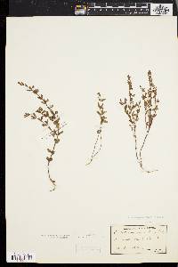 Scutellaria parvula image