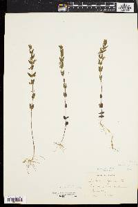 Scutellaria parvula var. leonardii image