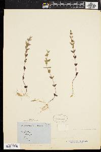 Scutellaria parvula var. leonardii image