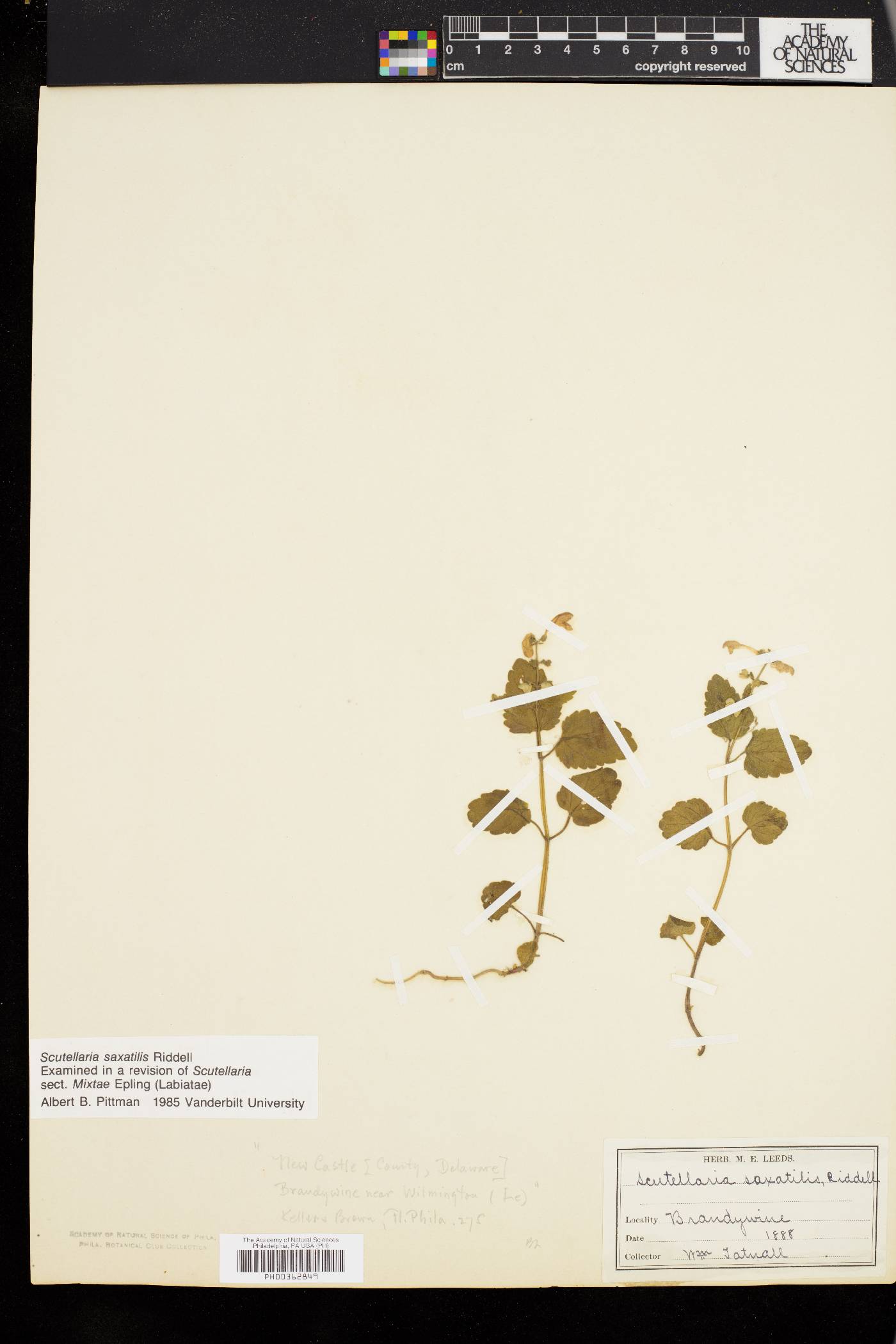 Scutellaria saxatilis image
