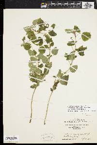 Scutellaria saxatilis image