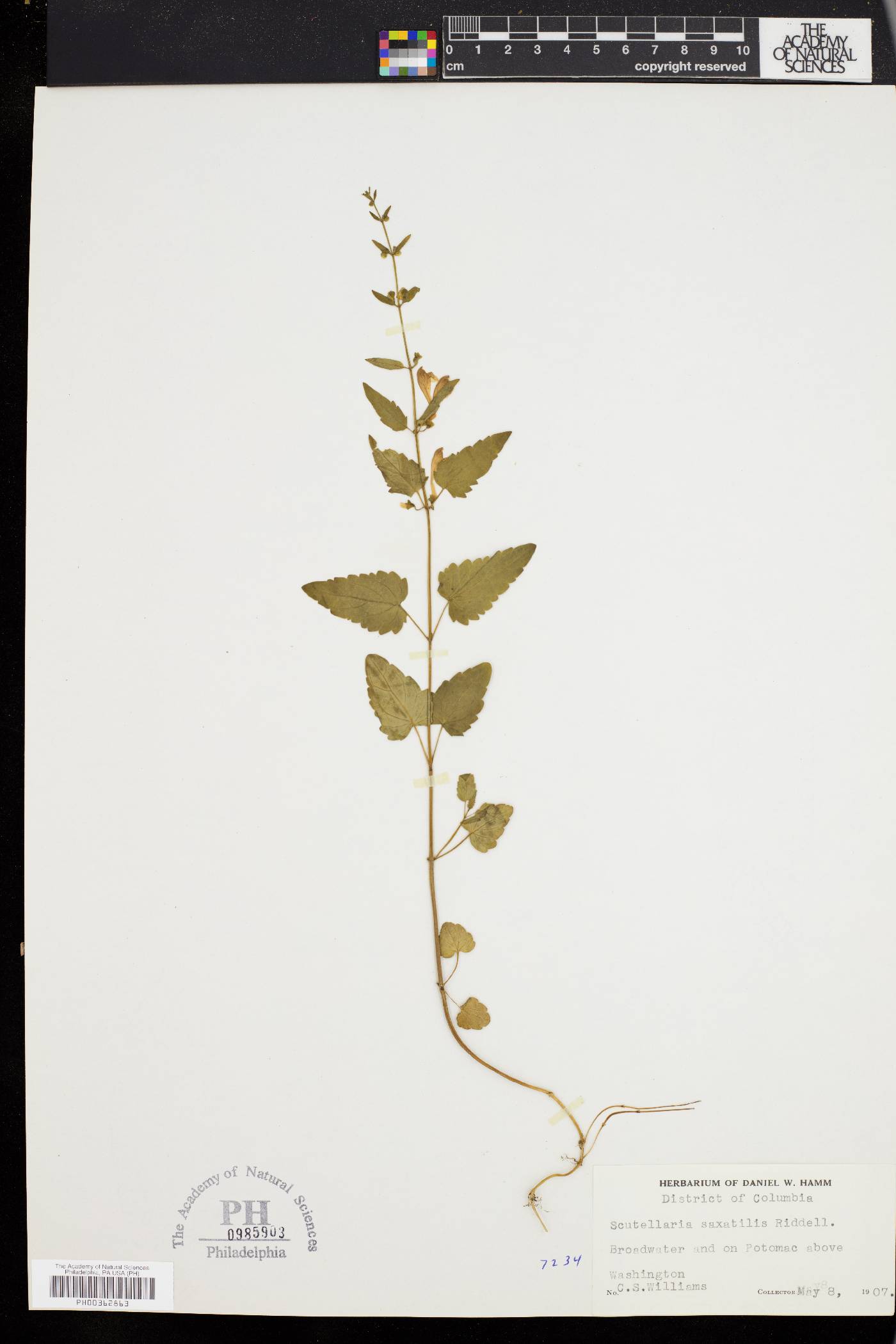 Scutellaria saxatilis image