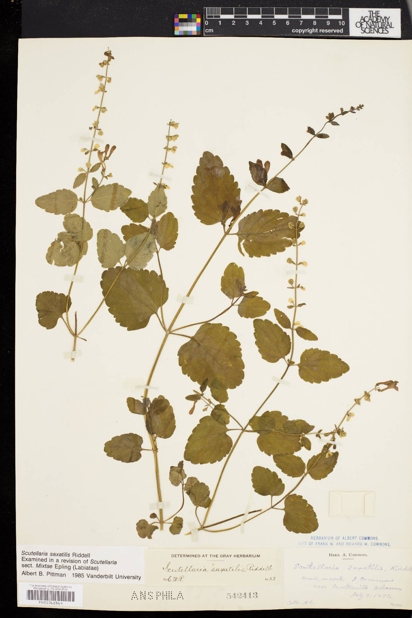 Scutellaria saxatilis image