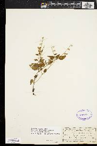 Scutellaria saxatilis image