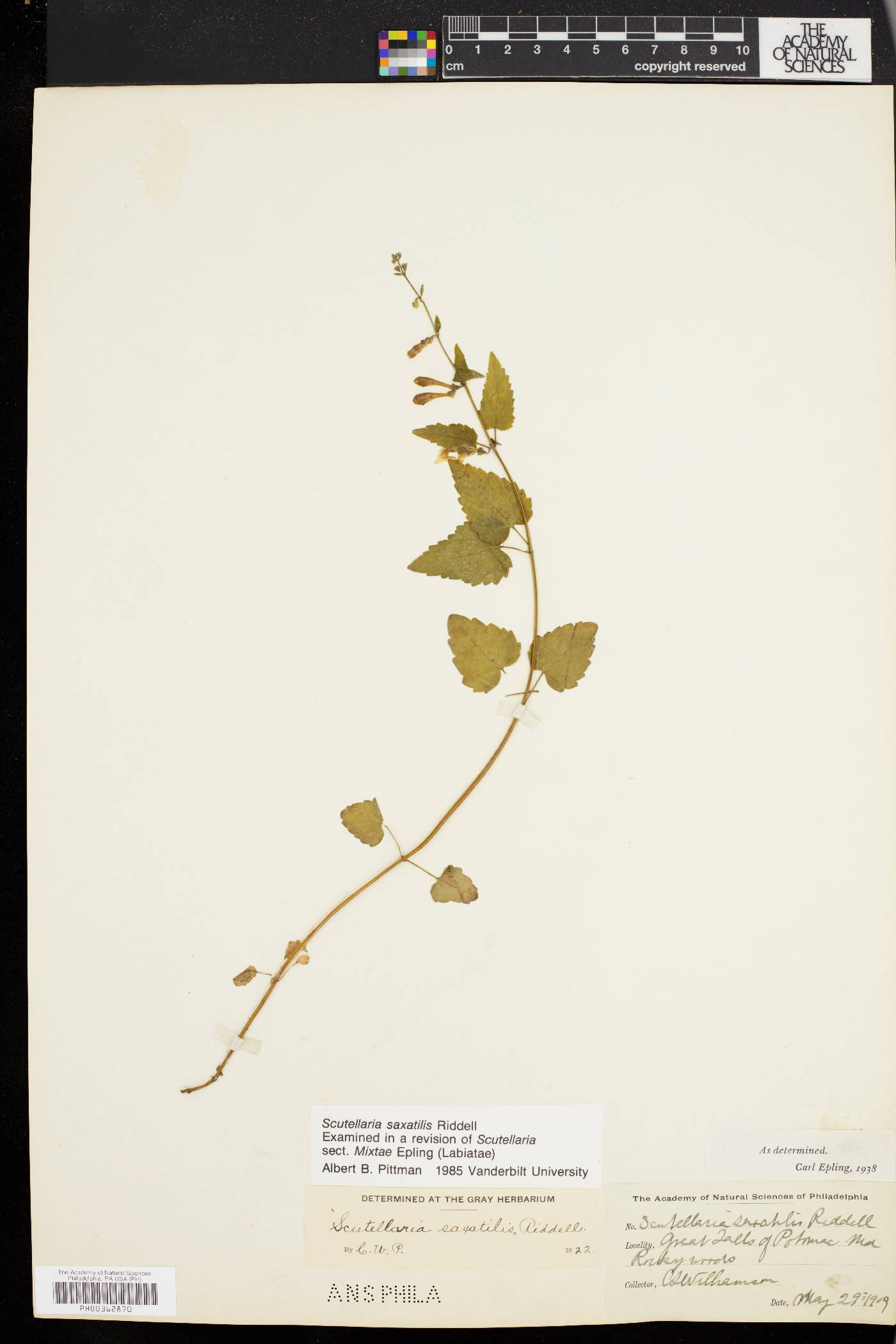 Scutellaria saxatilis image