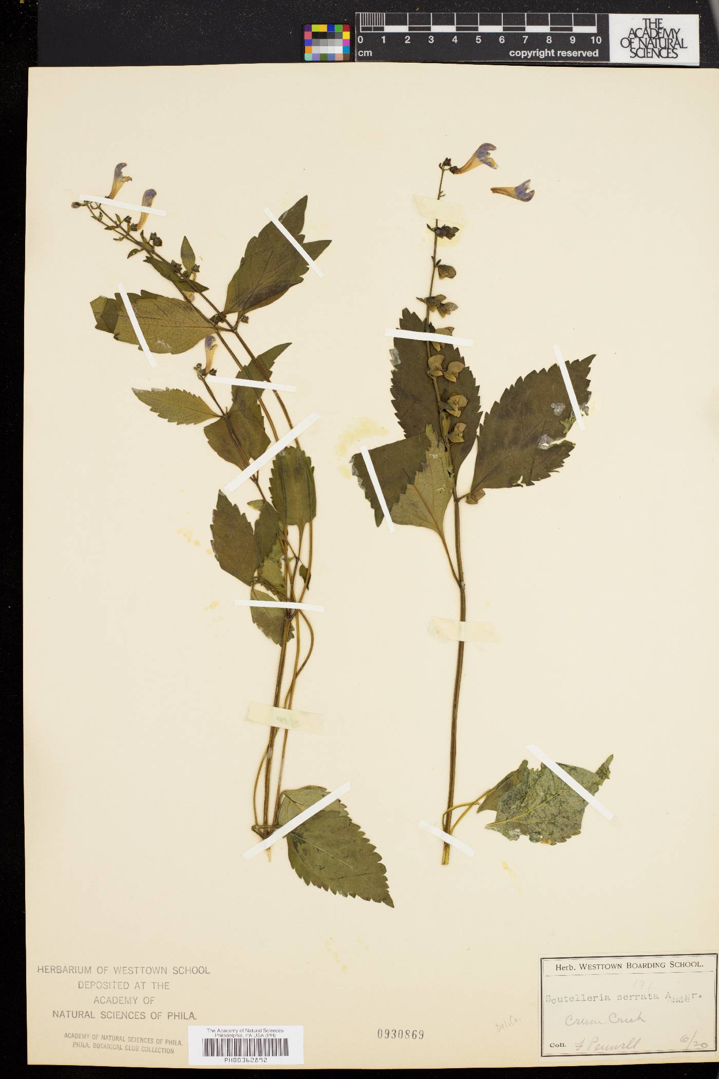 Scutellaria serrata image