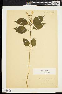 Scutellaria serrata image