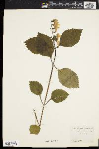 Scutellaria serrata image