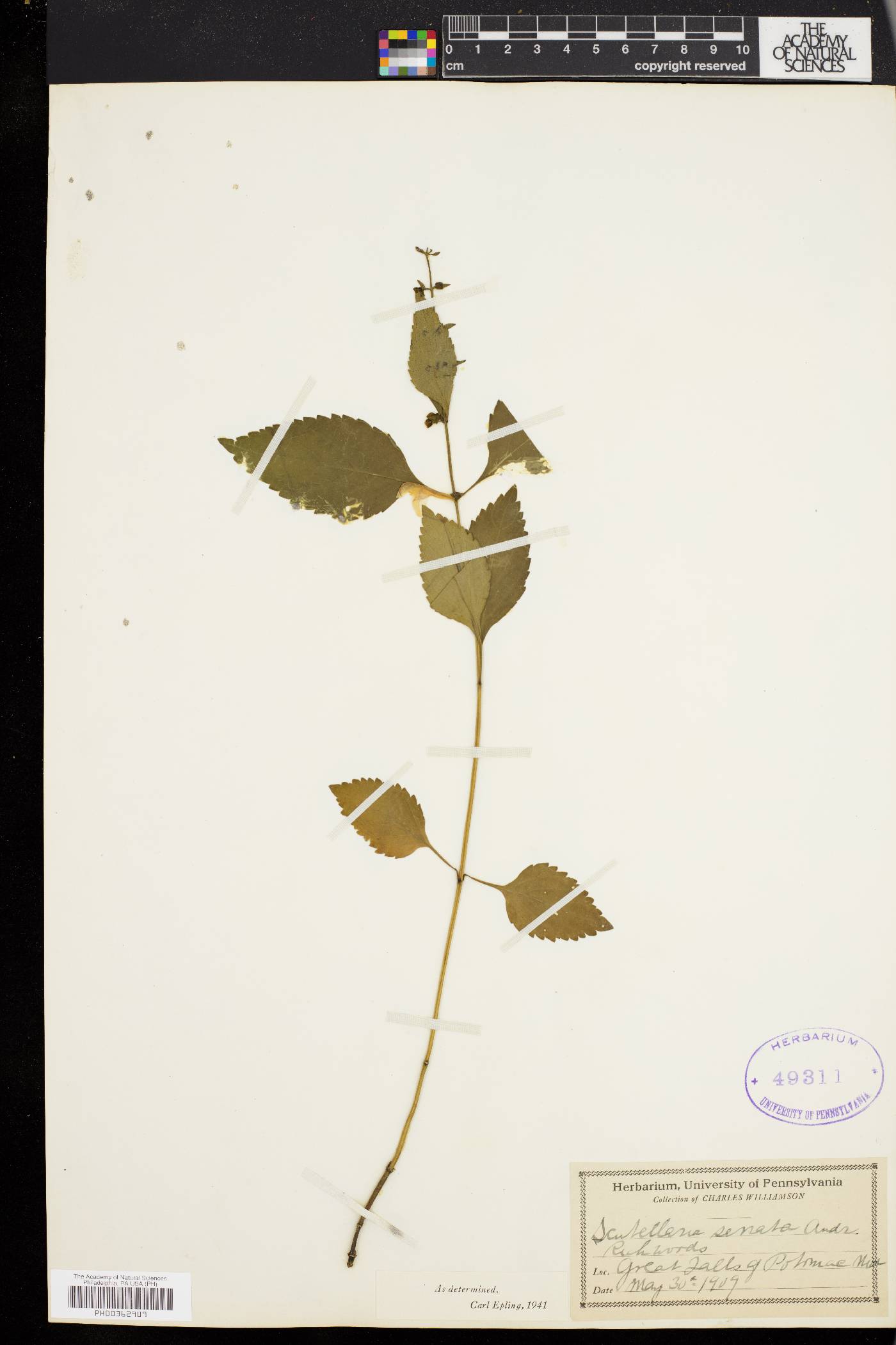 Scutellaria serrata image