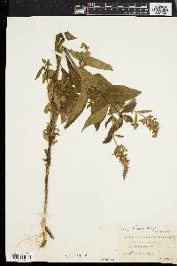 Stachys hispida image