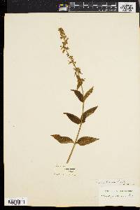 Stachys hispida image