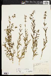 Stachys hyssopifolia image