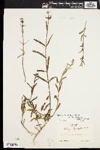 Stachys hyssopifolia image