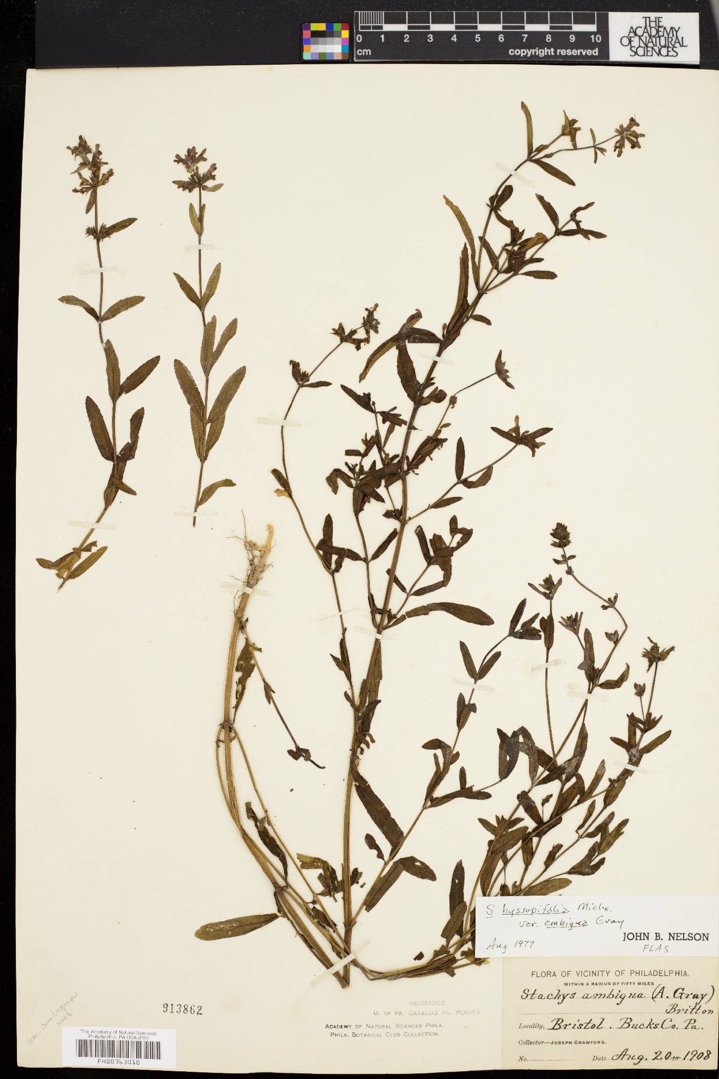 Stachys hyssopifolia var. ambigua image