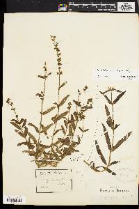 Stachys hyssopifolia var. ambigua image