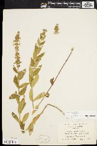 Stachys palustris image