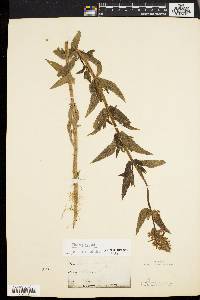 Stachys palustris image