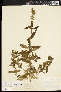 Stachys palustris image