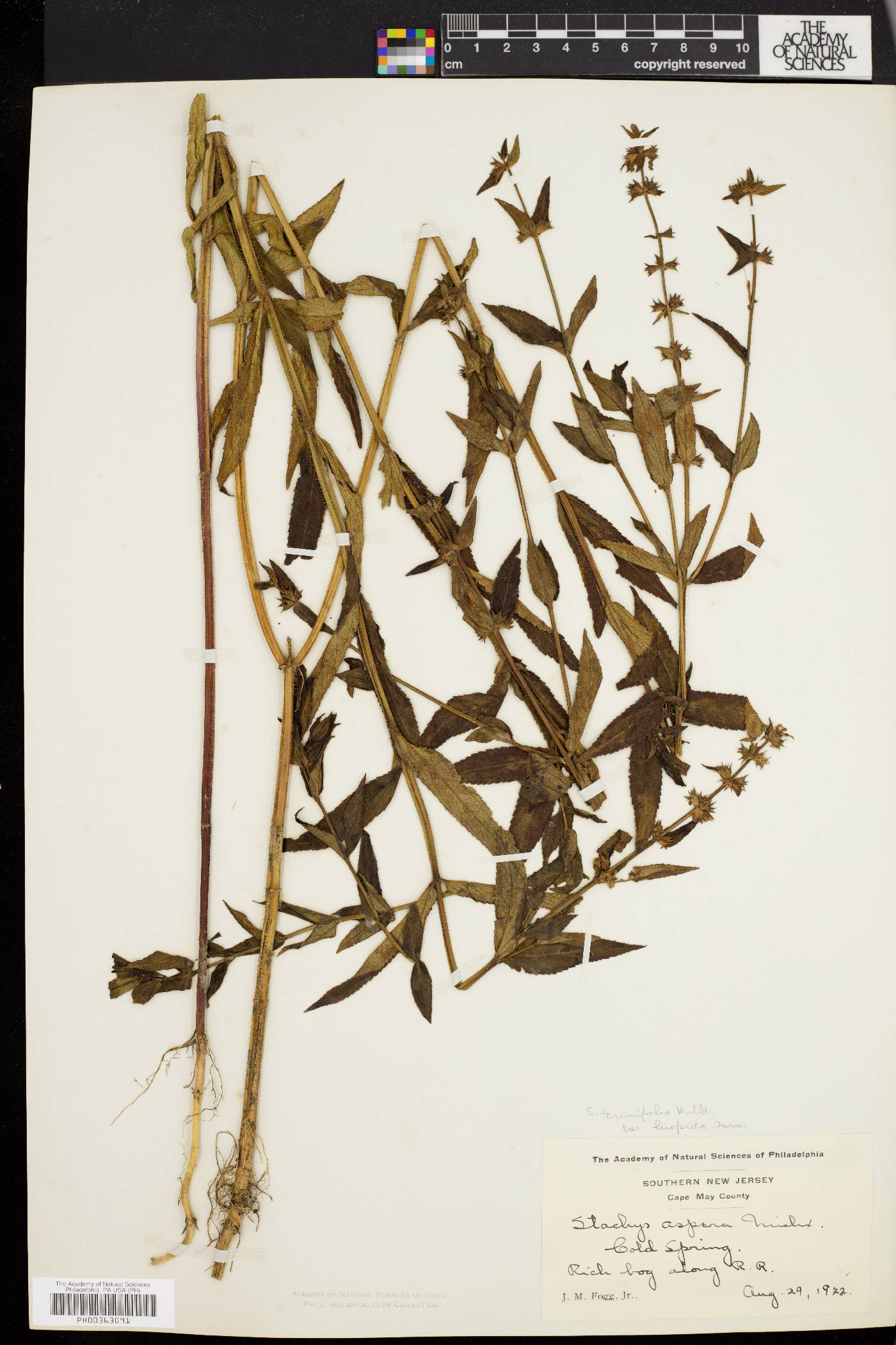 Stachys tenuifolia var. hispida image