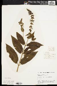 Stachys tenuifolia image