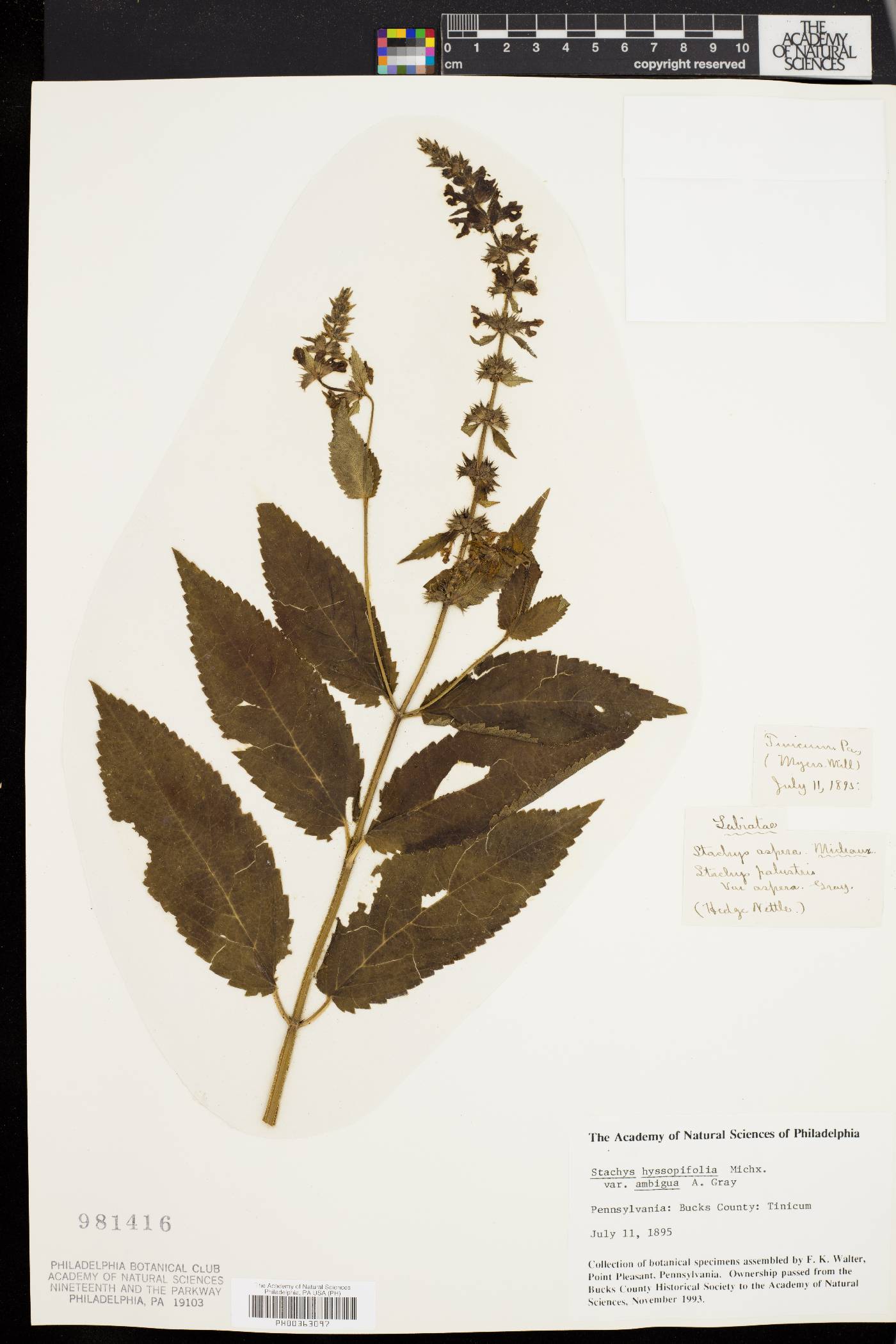 Stachys tenuifolia var. hispida image