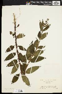 Stachys tenuifolia image