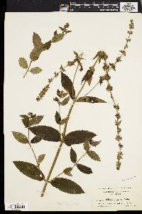 Stachys tenuifolia image