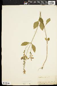 Scutellaria elliptica image