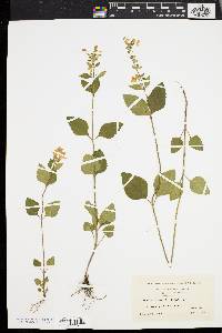 Scutellaria elliptica image