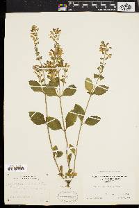 Scutellaria elliptica image