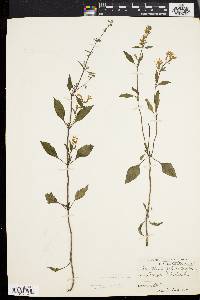 Scutellaria elliptica image