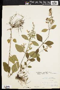 Scutellaria elliptica image