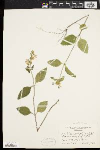 Scutellaria elliptica image