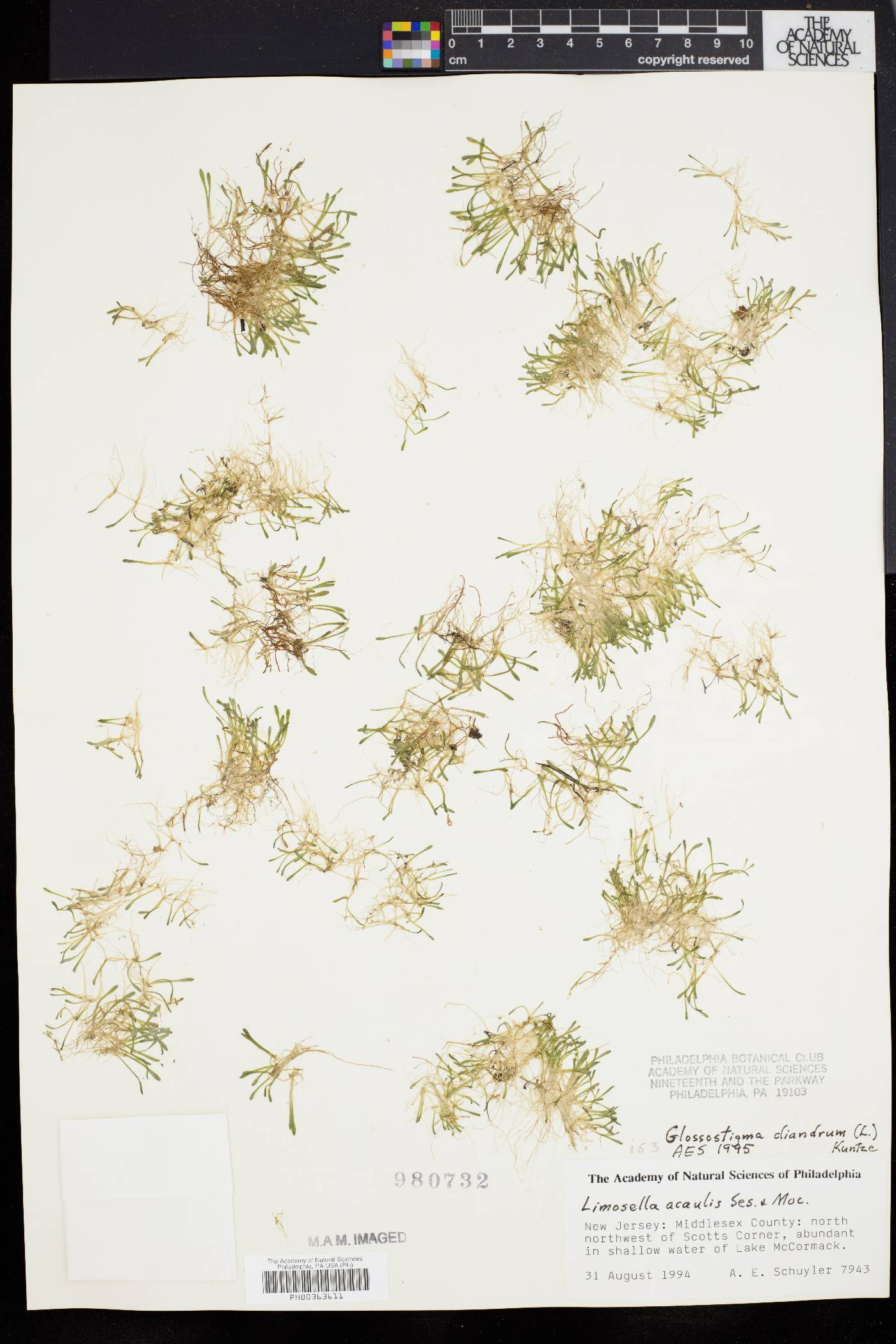 Glossostigma diandrum image