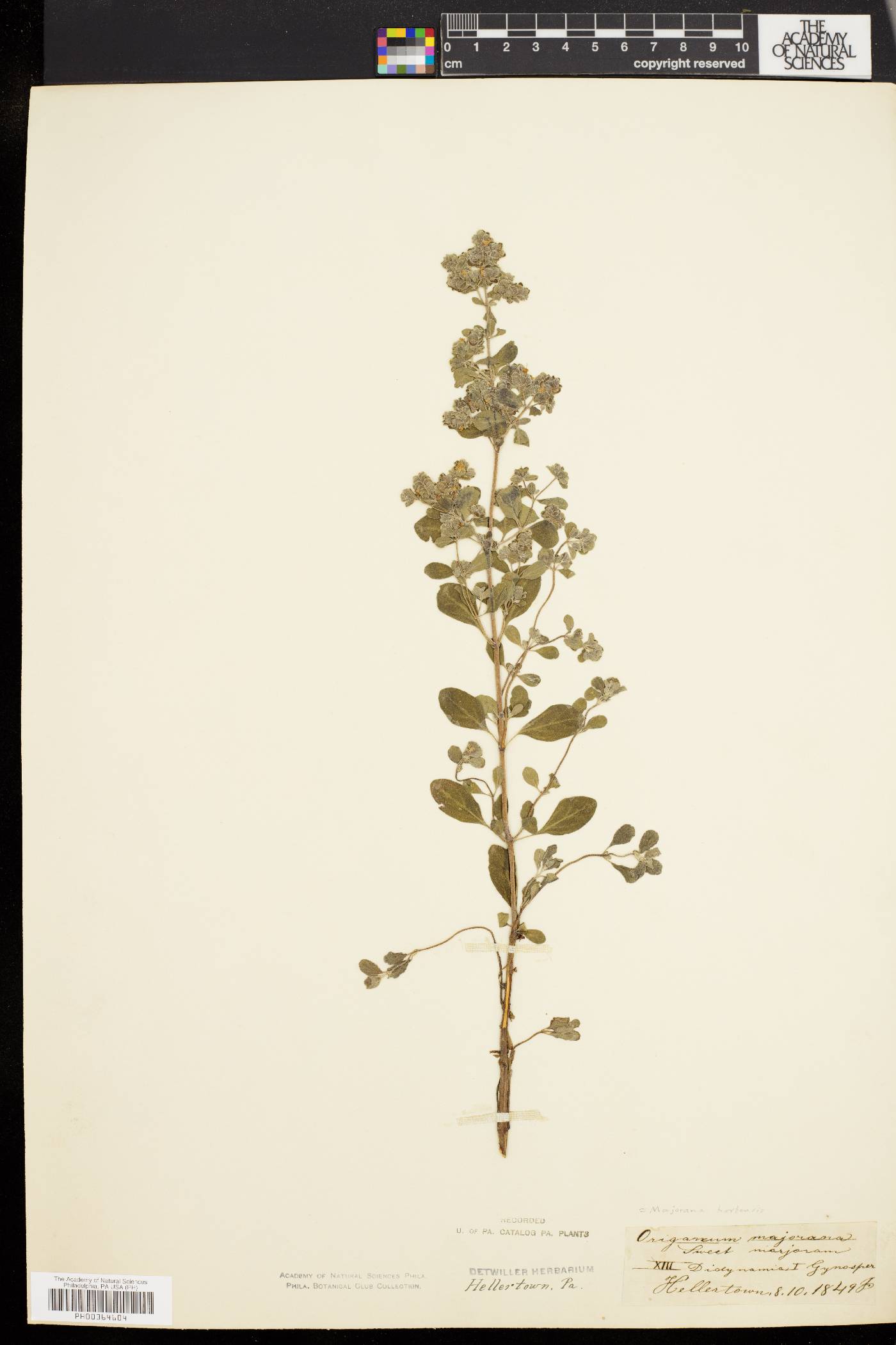 Majorana hortensis image