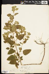 Melissa officinalis image