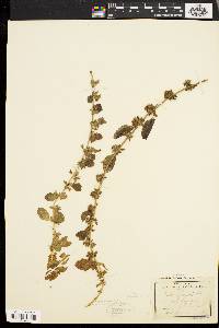 Melissa officinalis image