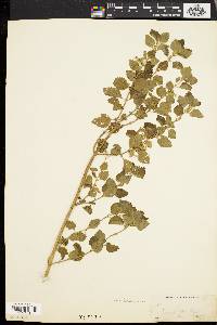 Melissa officinalis image